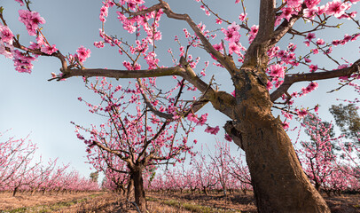 Peach trees in blossom in spring