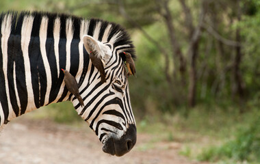 zebra close up with ox peckers on the head © Matthew