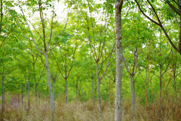 Rubber trees that are leaving green leaves.
