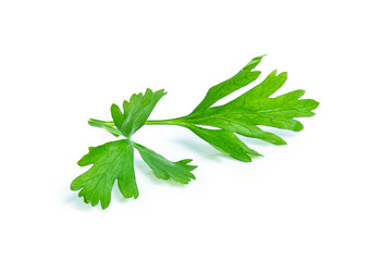 green parsley vegetable isolated on white background