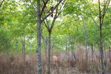 Rubber trees that are leaving green leaves.