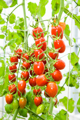 Close-up ripe cherry tomatoes soon to be harvest on the farm in Taiwan.