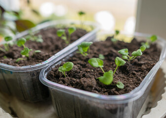 a plastic container in which the first spring flower seedlings grow, the concept of a gardener