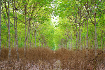 Rubber trees that are leaving green leaves.