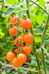 Close-up ripe cherry tomatoes are soon to be harvested on the farm in Taiwan.