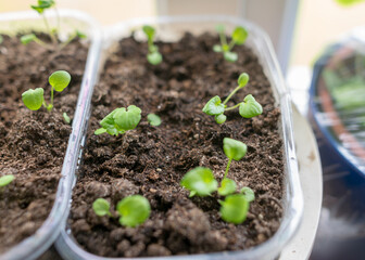 a plastic container in which the first spring flower seedlings grow, the concept of a gardener