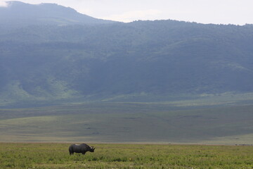 Rhinoceros in the field