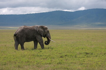 Fototapeta premium elephant in the savannah