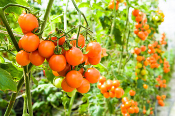 Branch of fresh cherry tomatoes hanging on a vine in the organic farm.