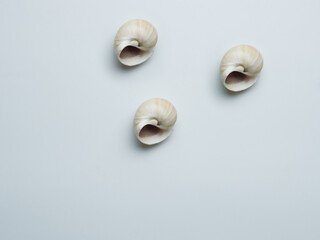 Empty sink of sea mollusk. Carbonate shell.