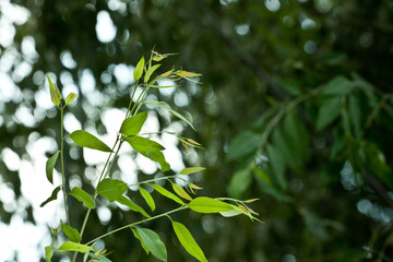 Eucalyptus tree forest for paper industry.
