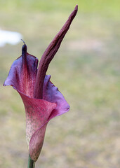 flower from a potato palm or tuberous amorphophal, which, according to gardeners, blooms only once...