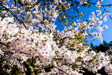 cherry blossoms blooming in Alishan of Chiayi. Alishan Forest Recreation Area in Chiayi, Taiwan.