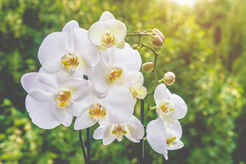 White Orchid branch on green natural background
