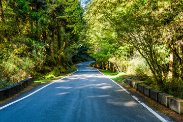 Obraz premium The asphalt road through in forest, Alishan Forest Recreation Area in Chiayi, Taiwan.