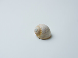 Empty sink of sea mollusk. Carbonate shell.