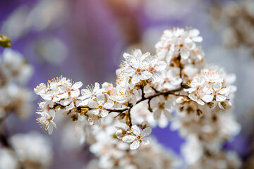 Cherry blossom branch in the garden in spring
