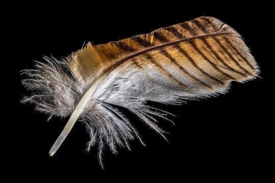 Macro shot of a brown and white eagle owl feather