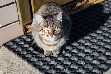 close-up - a gray domestic cat sits at the door of the house on the door mat
