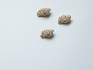 Empty sink of sea mollusk. Carbonate shell.