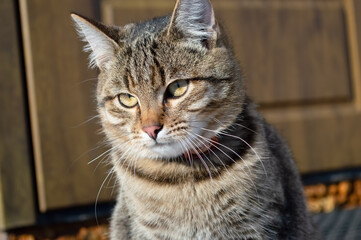 close-up - gray domestic cat sitting at the door of the house