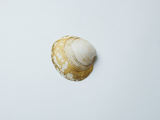 Empty sink of sea mollusk. Carbonate shell.
