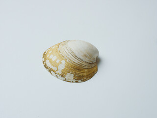 Empty sink of sea mollusk. Carbonate shell.