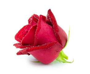 clipping path red rose isolated on white background