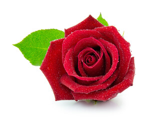 clipping path red rose isolated on white background