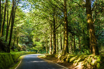 The asphalt road through in forest, Alishan Forest Recreation Area in Chiayi, Taiwan.