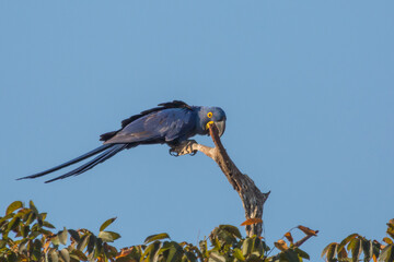 A beautiful blue Hyacinth Macaw sitting on a branch in the Pantanal in Mato Grosso, Brazil