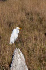 Great Egret sitting on a stone in the Pantanal in Mato Grosso, Brazil