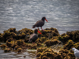 Sooty Oystercatchers