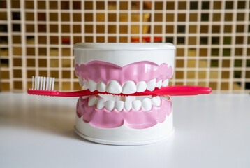 Clean teeth dental jaw model and red thooth brush on table in dentists office.