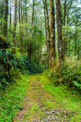 The trail through the green forest, Alishan Forest Recreation Area in Chiayi, Taiwan.
