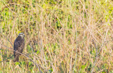 Snail Kite (Rostrhamus sociabilis) sitting in a tree on the Transpantaneira in the northern Pantanal in Mato Grosso, Brazil