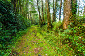 The trail through the green forest, Alishan Forest Recreation Area in Chiayi, Taiwan.