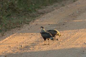 Birds of Brazil: Two Crested Caracara on the Transpantaneira in the Pantanal in Mato Grosso, Brazil