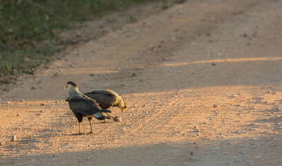Two Crested Caracaras in evening light on the  Transpantaneira in the northern Pantanal in Mato Grosso, Brazil