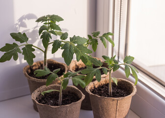 Green tomato seedlings in peat pots on a white windowsill. Home gardening concept