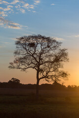 Fototapeta na wymiar Silhouette of a tree in the Pantanal in orange sun during sunset in Mato Grosso, Brazil