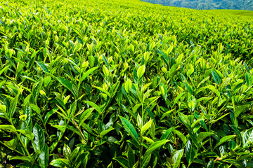 Fototapeta premium Close-up of tea plantation in the mountaintop of Alishan in Taiwan.