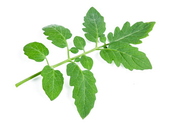 green tomato leaf isolated on white background