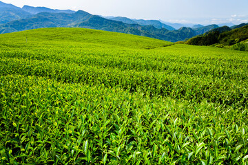 Fototapeta na wymiar Beautiful tea plantation landscape on the mountaintop in Chiayi, Taiwan.