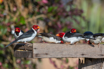 Group of Yellow-billed cardinals in the Pantanal in Mato Grosso, Brazil