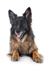 german shepherd in studio