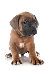 puppy cane corso