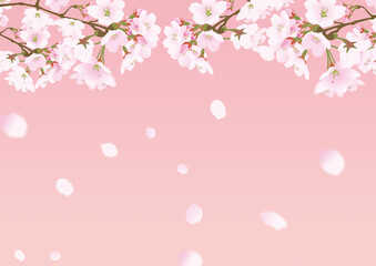 Obraz na płótnie Canvas 桜の花と降り注ぐ散る花びら背景パステルカラーピンク