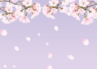 桜上下の正方形のフレームと散る桜の花びら青 Wall Mural Pichikororo 桜上下の正方形のフレームと散る桜の花びら青 Wall Mural Pichikororo