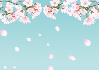 桜の花と降り注ぐ散る花びら背景パステルカラー青緑